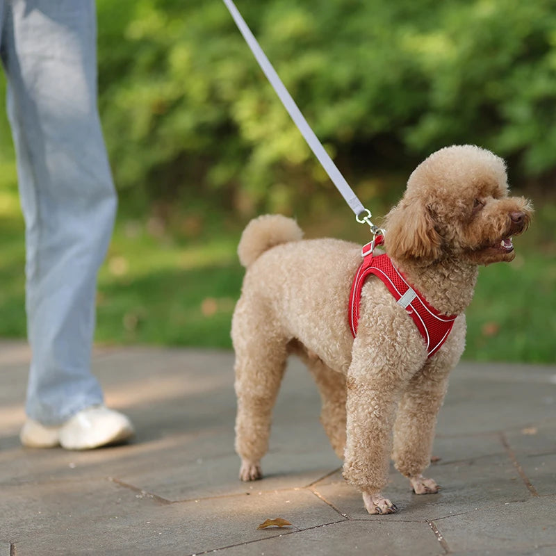 Harness Leash Set for Small Dogs