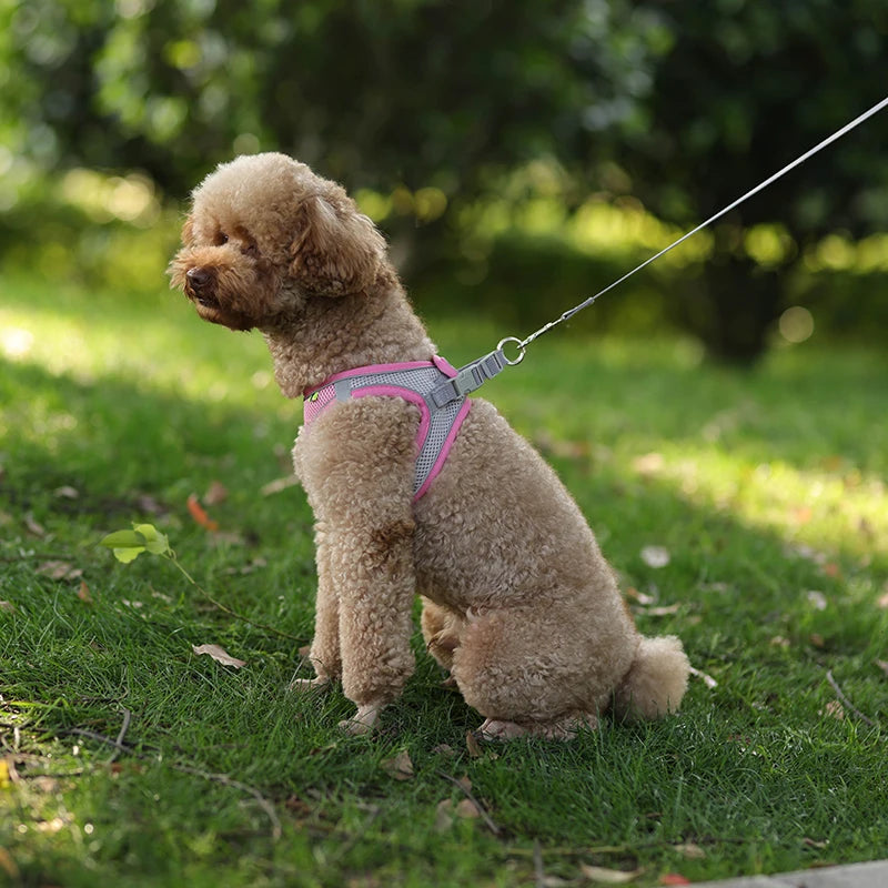 Harness Leash Set for Small Dogs