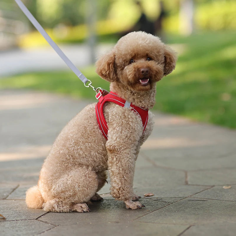 Harness Leash Set for Small Dogs