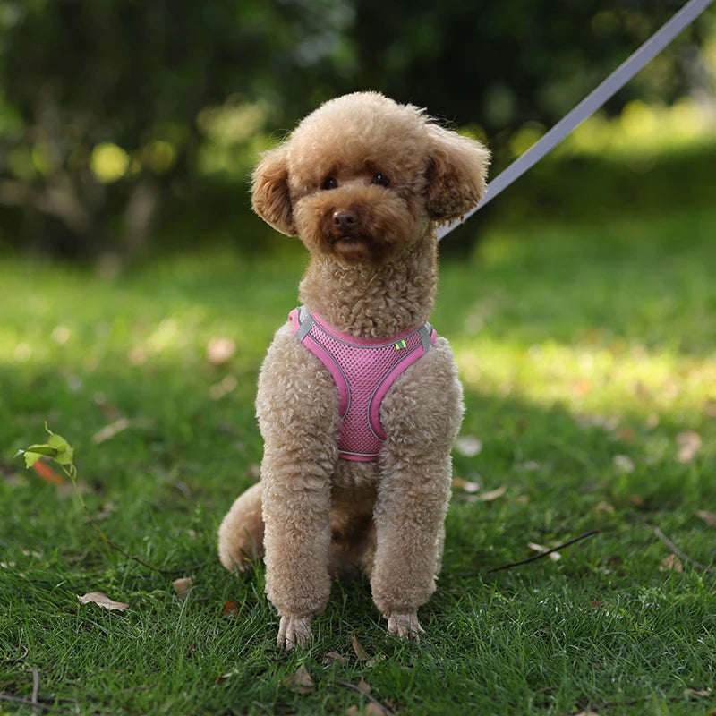 Harness Leash Set for Small Dogs