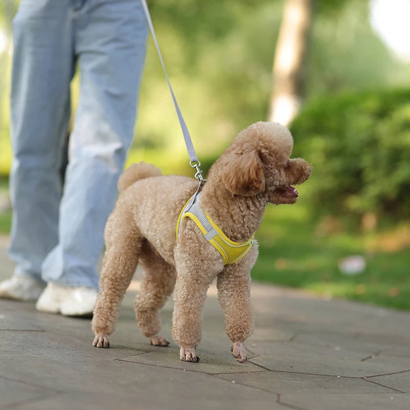 Harness Leash Set for Small Dogs