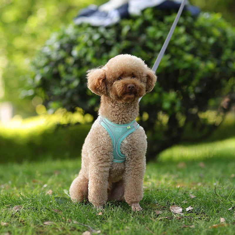 Harness Leash Set for Small Dogs