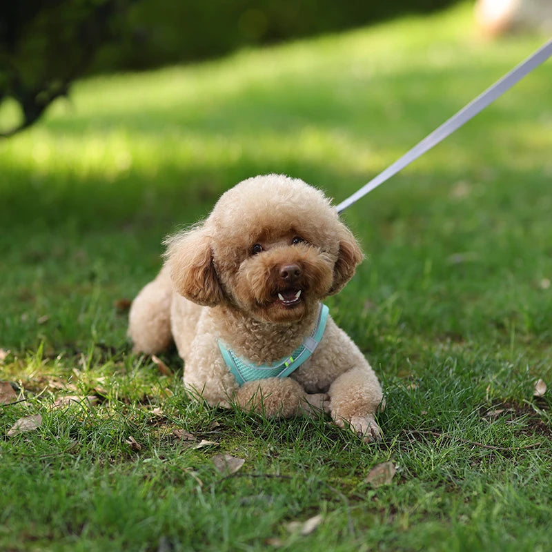 Harness Leash Set for Small Dogs